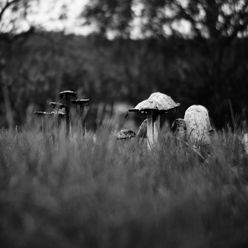 Mushrooms on grass