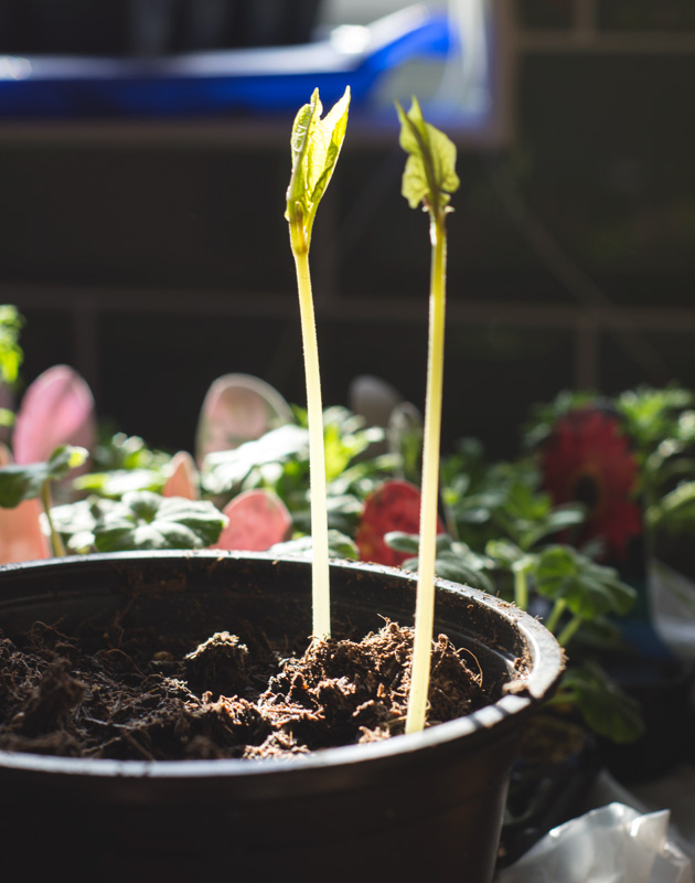 Tall beans seedlings