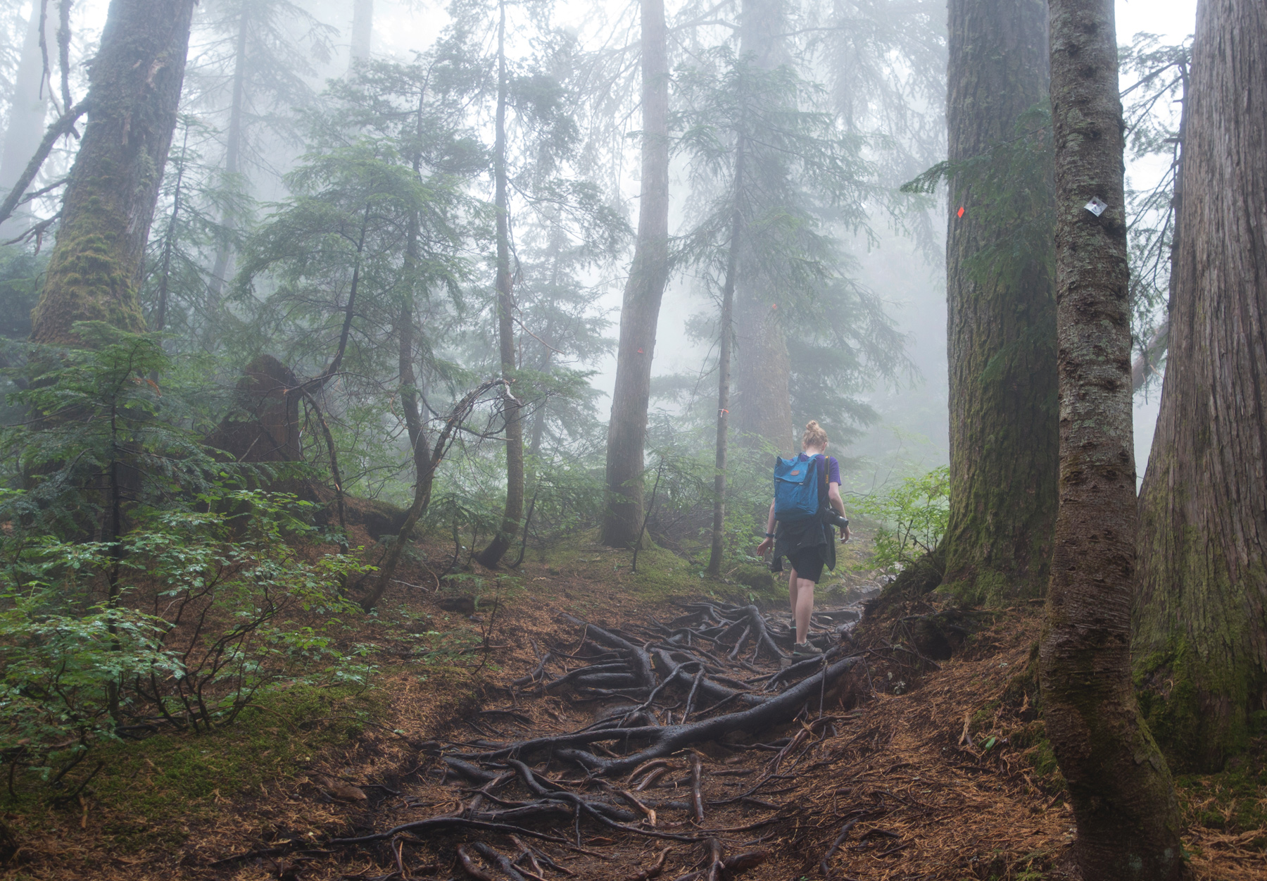 Hiking in the mist