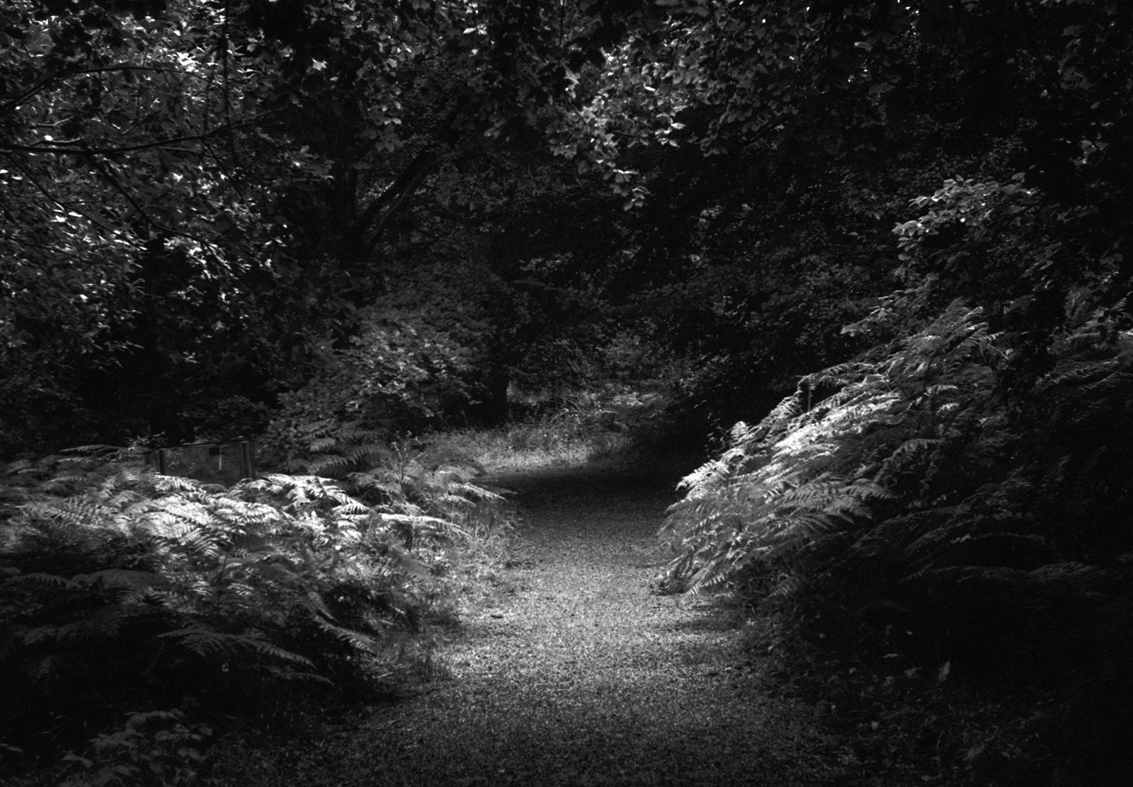 Small patch of light in forest