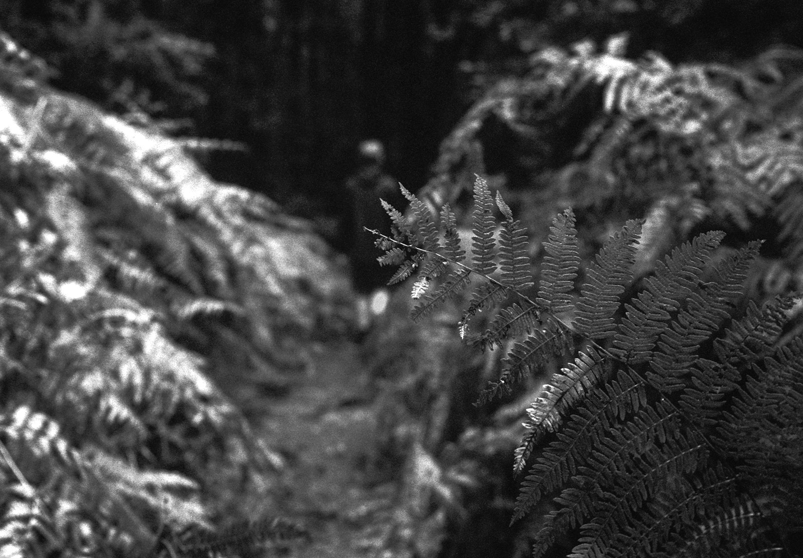 Fern across path