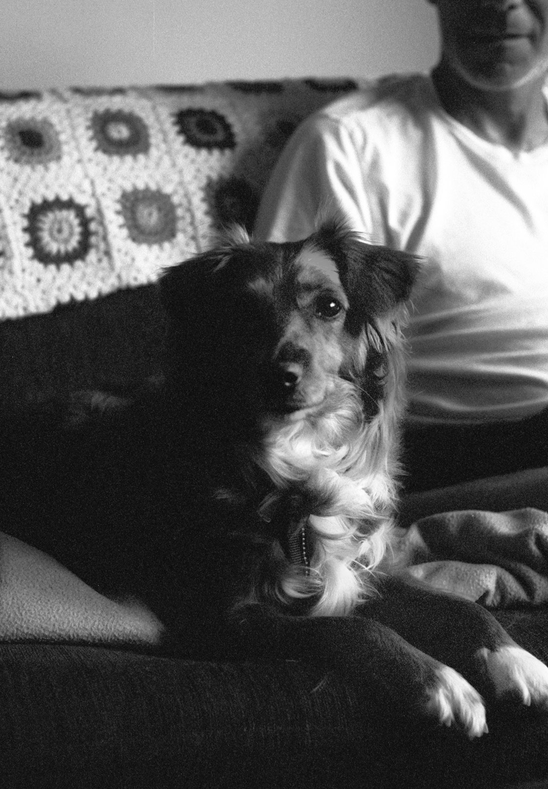Dog sat on sofa