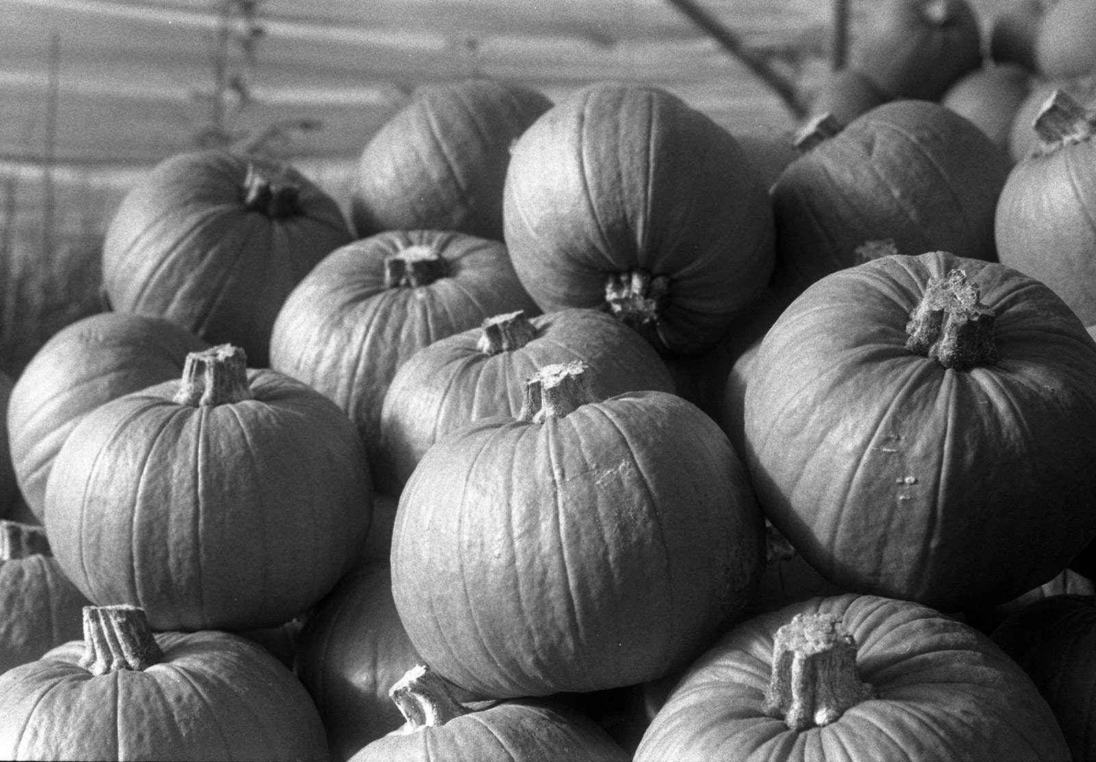 Pile of pumpkins