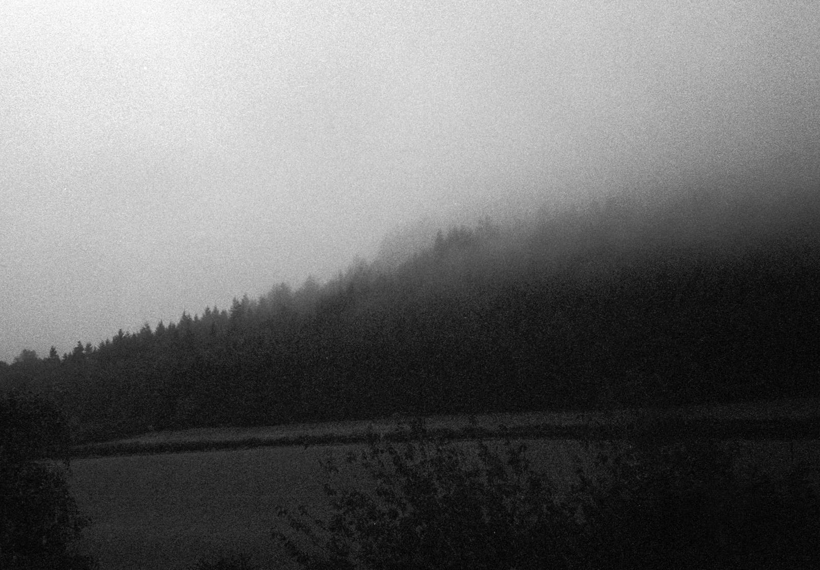 Trees in the mist