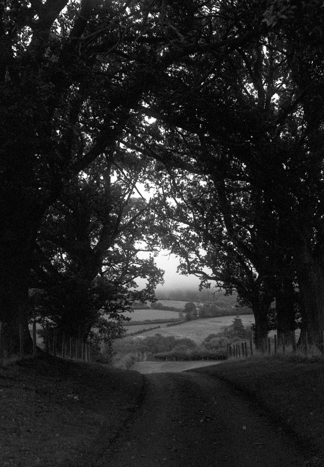 Tree lined road