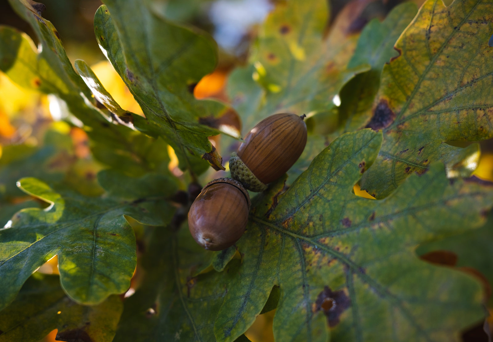 Pair of acorns