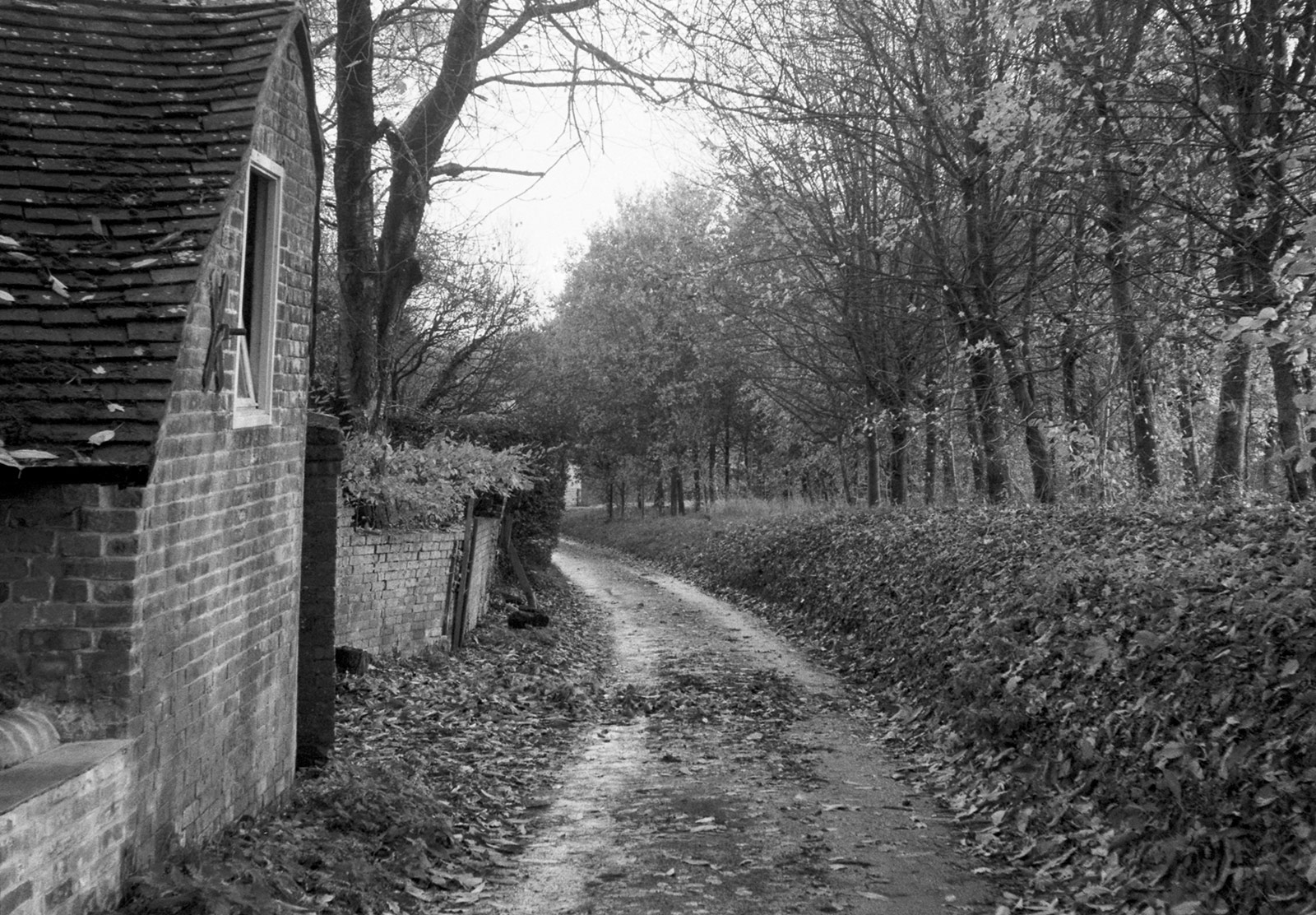 Country lane