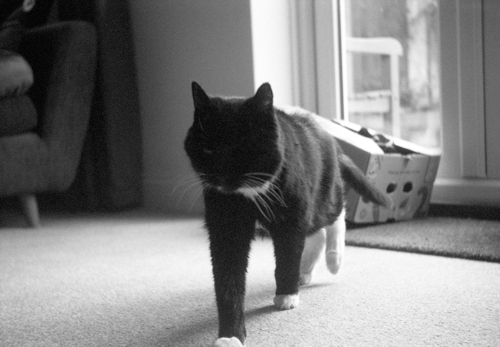 Cat walking