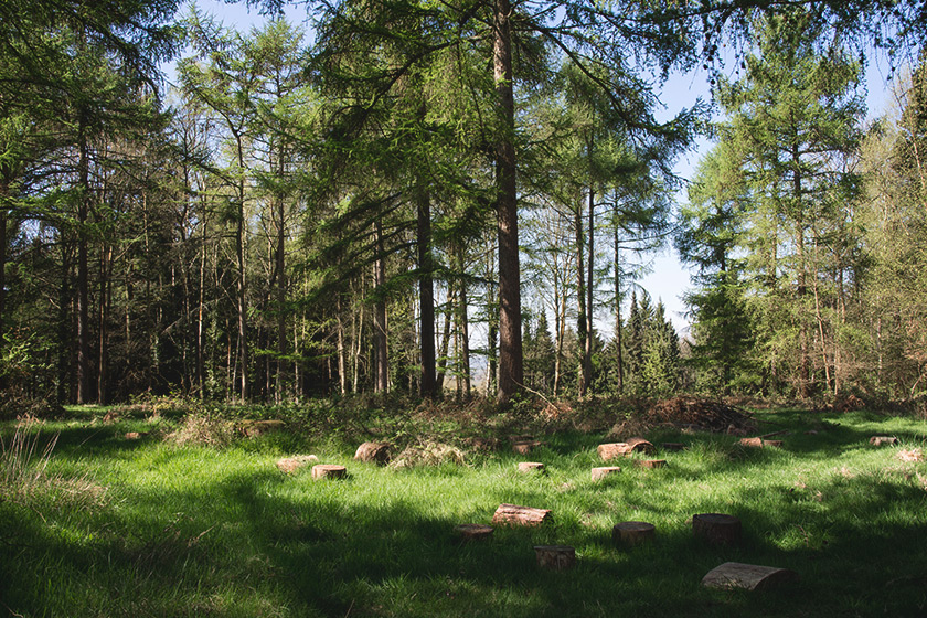 Clearing amongst trees