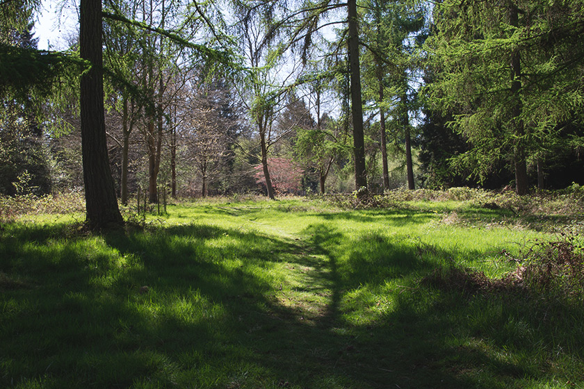Forest path in grass