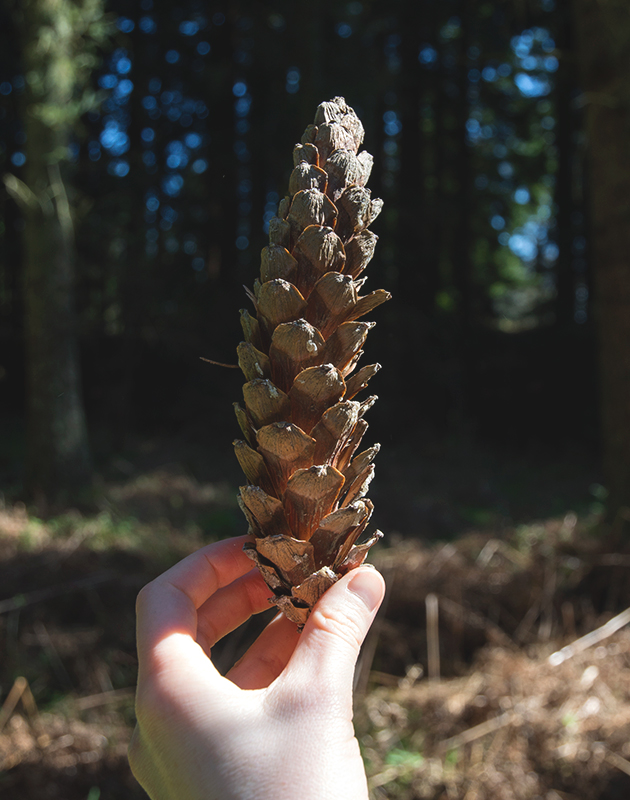 Hand holding pinecone