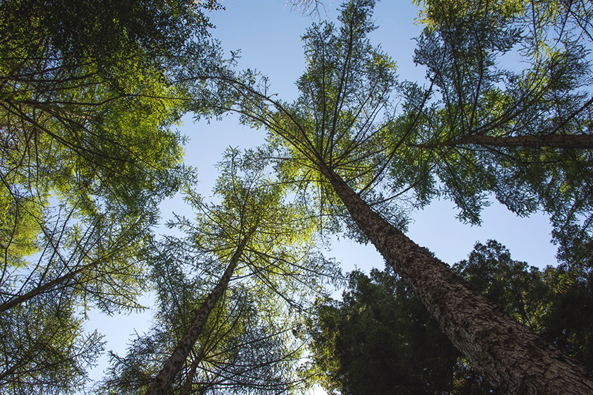 Looking up at trees