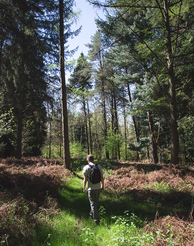 Man walking in tall trees