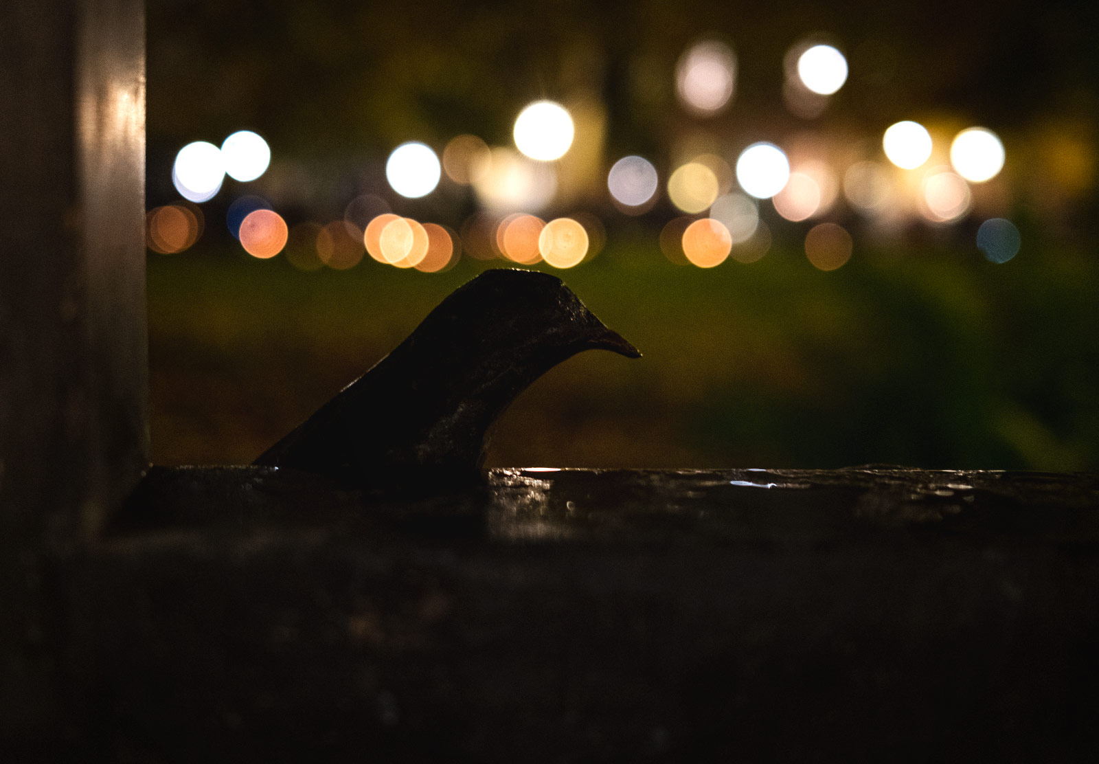 Bird silhouette