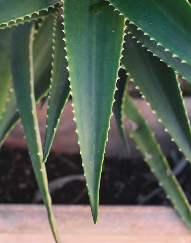Deep green aloe vera leaves