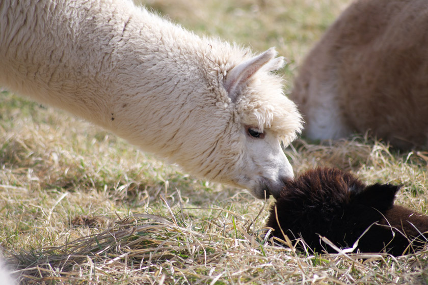 White alpaca nosing another laying down