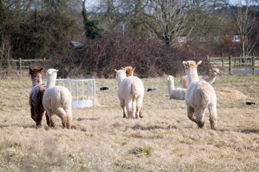 Group of alpacas running