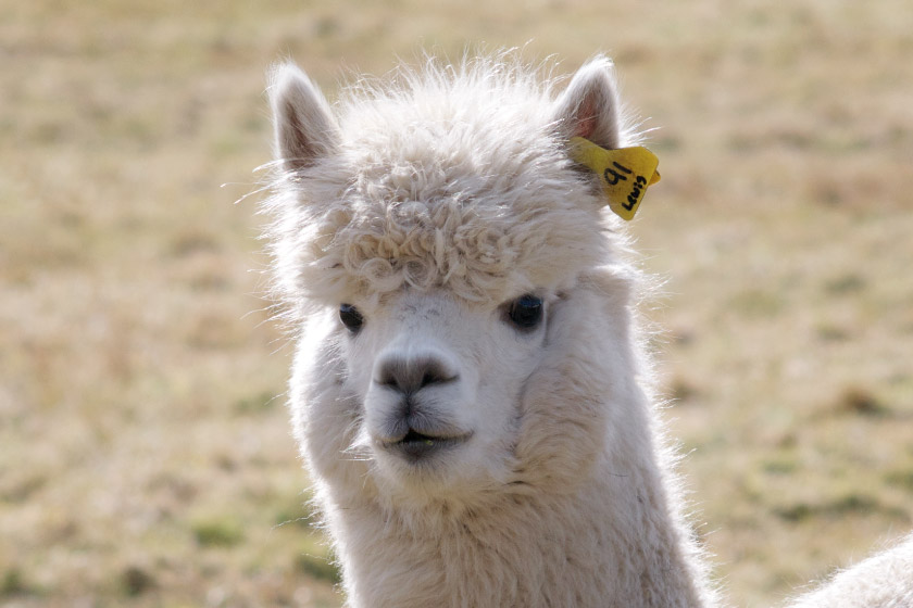 White alpaca in the sun