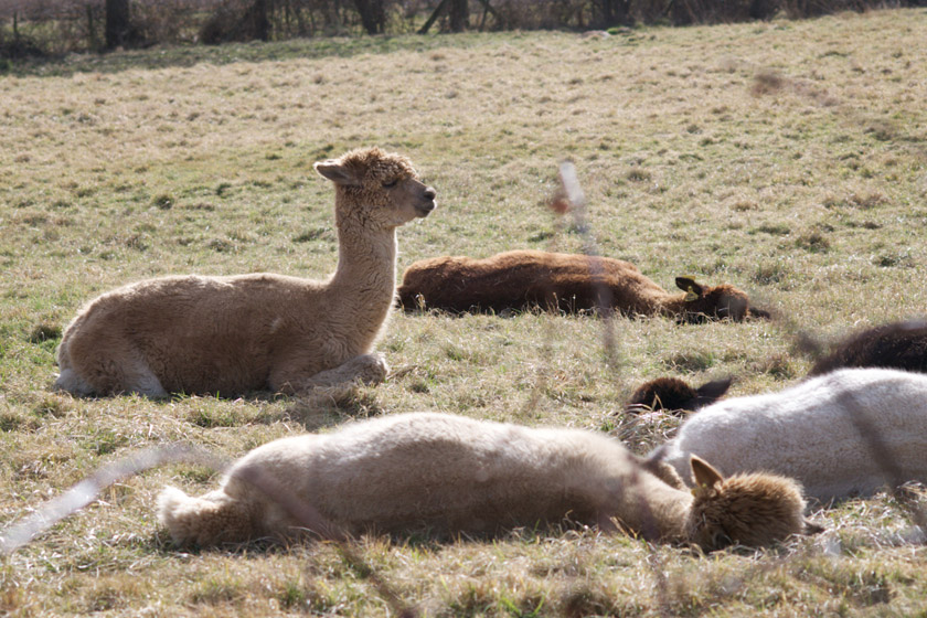 Group of alpacas in the sun