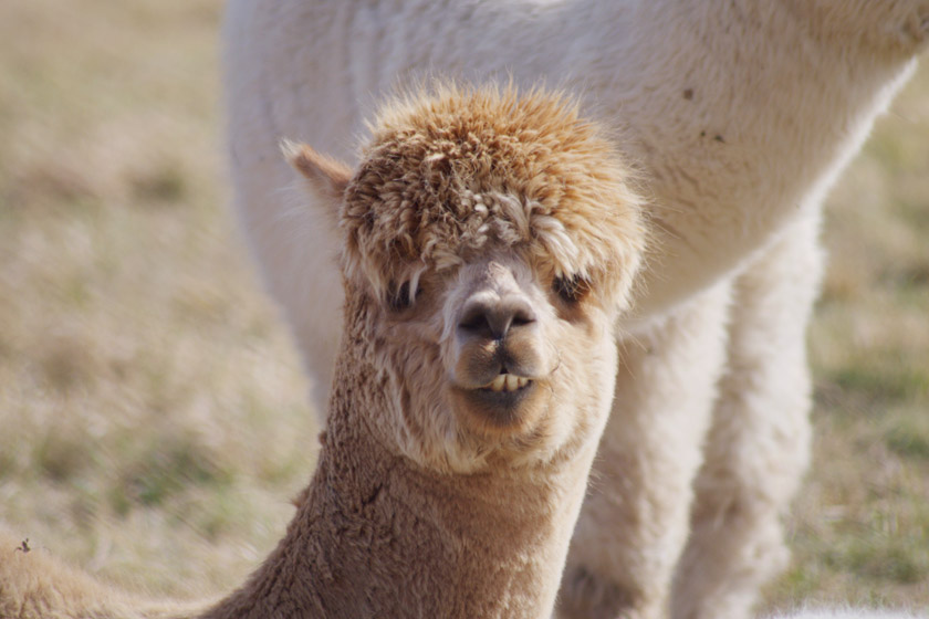 Hairy alpaca