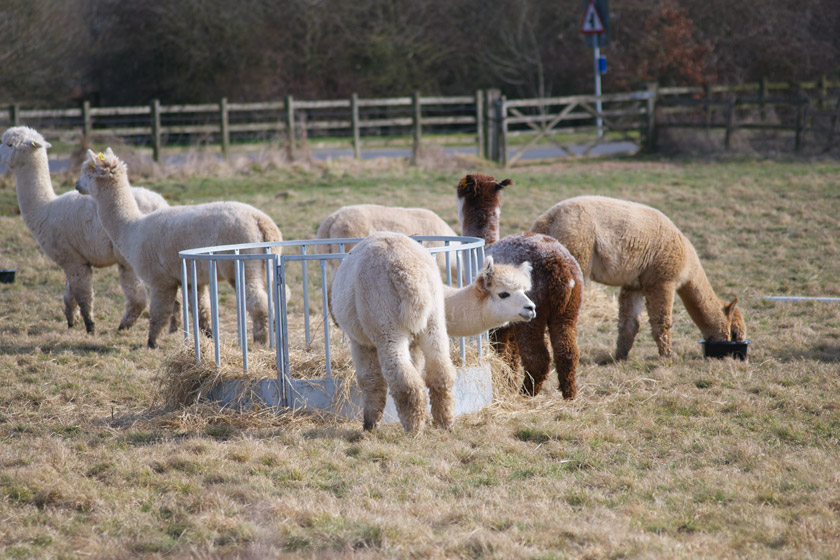 Group of alpacas in field