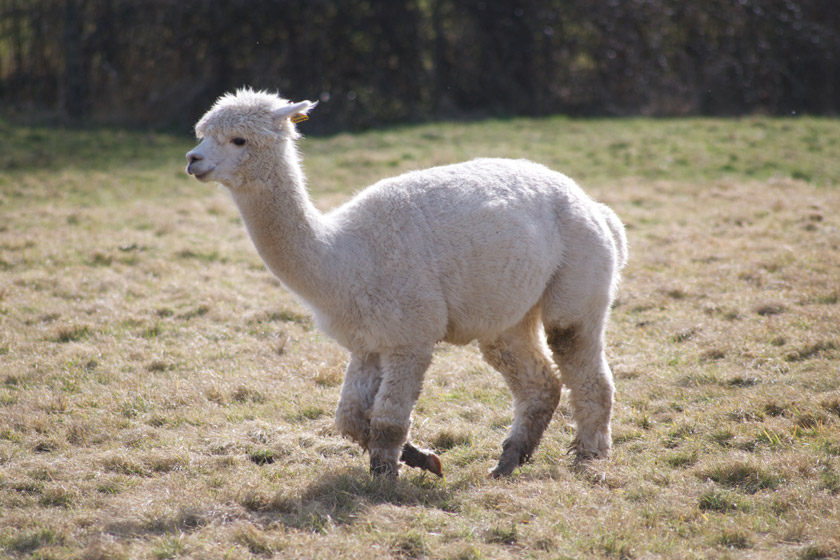 Alpaca walking in field