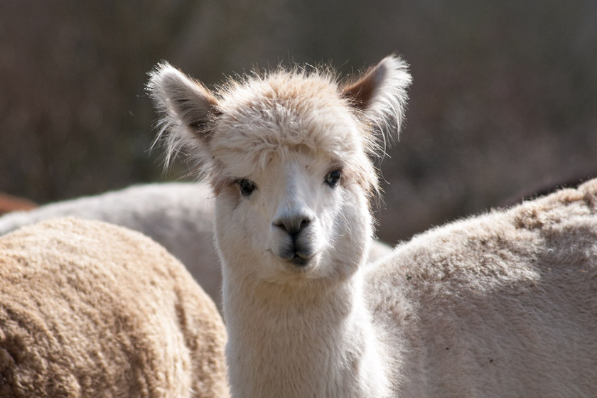 Curious looking alpaca
