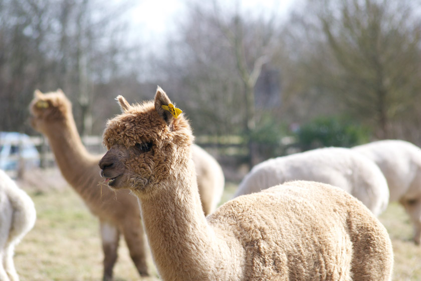 Alpaca with grass in mouth