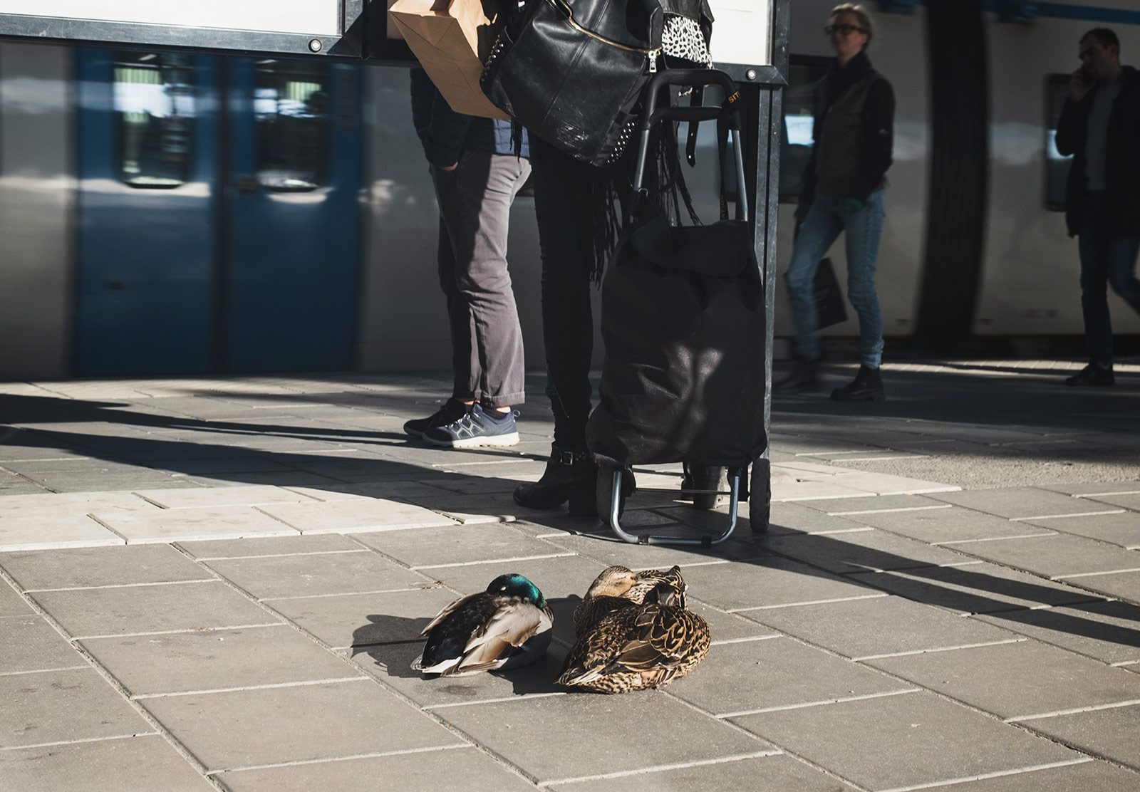 Ducks sat on train platform
