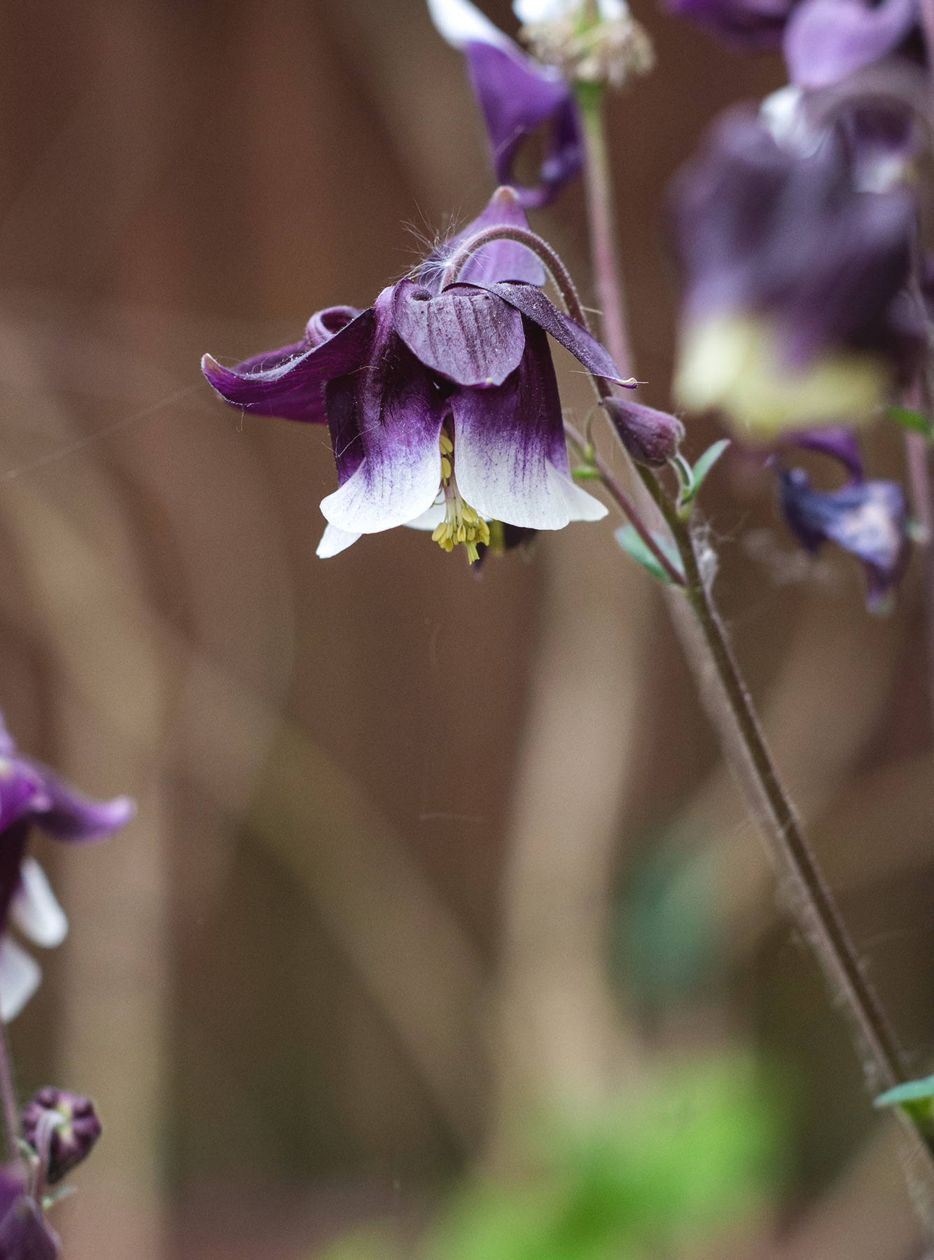 Purple aquilegia