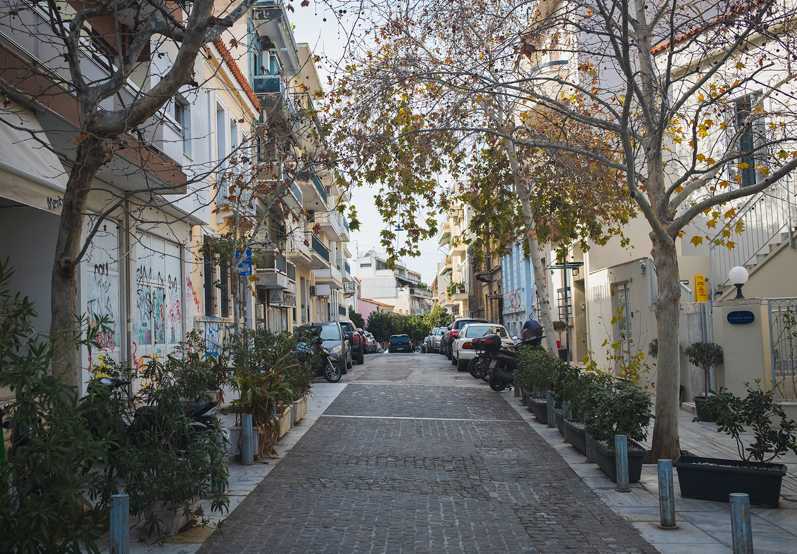 Tree lined street