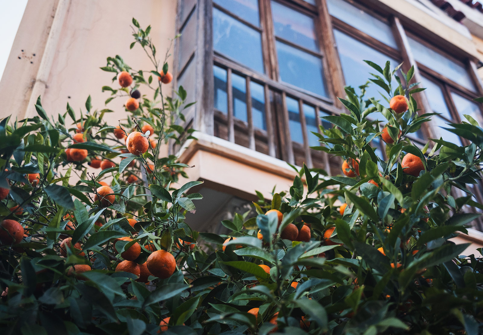 Looking up at orange trees