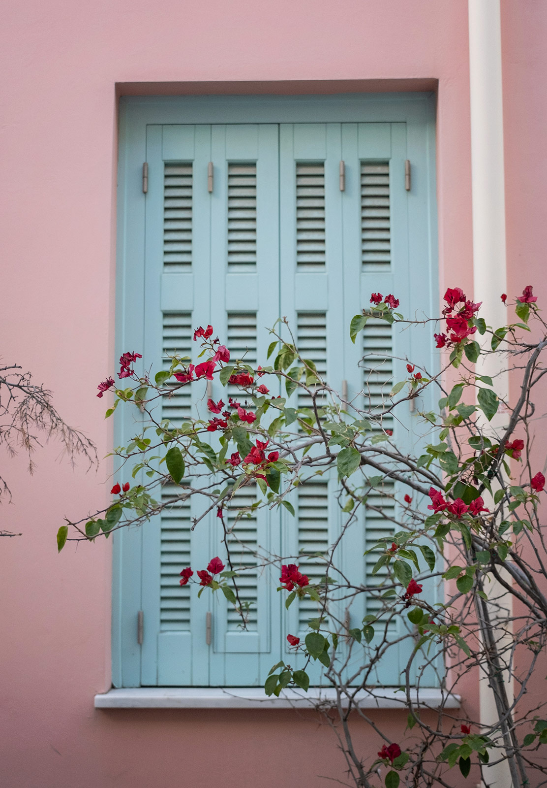 Colourful flowers against wooden shutters