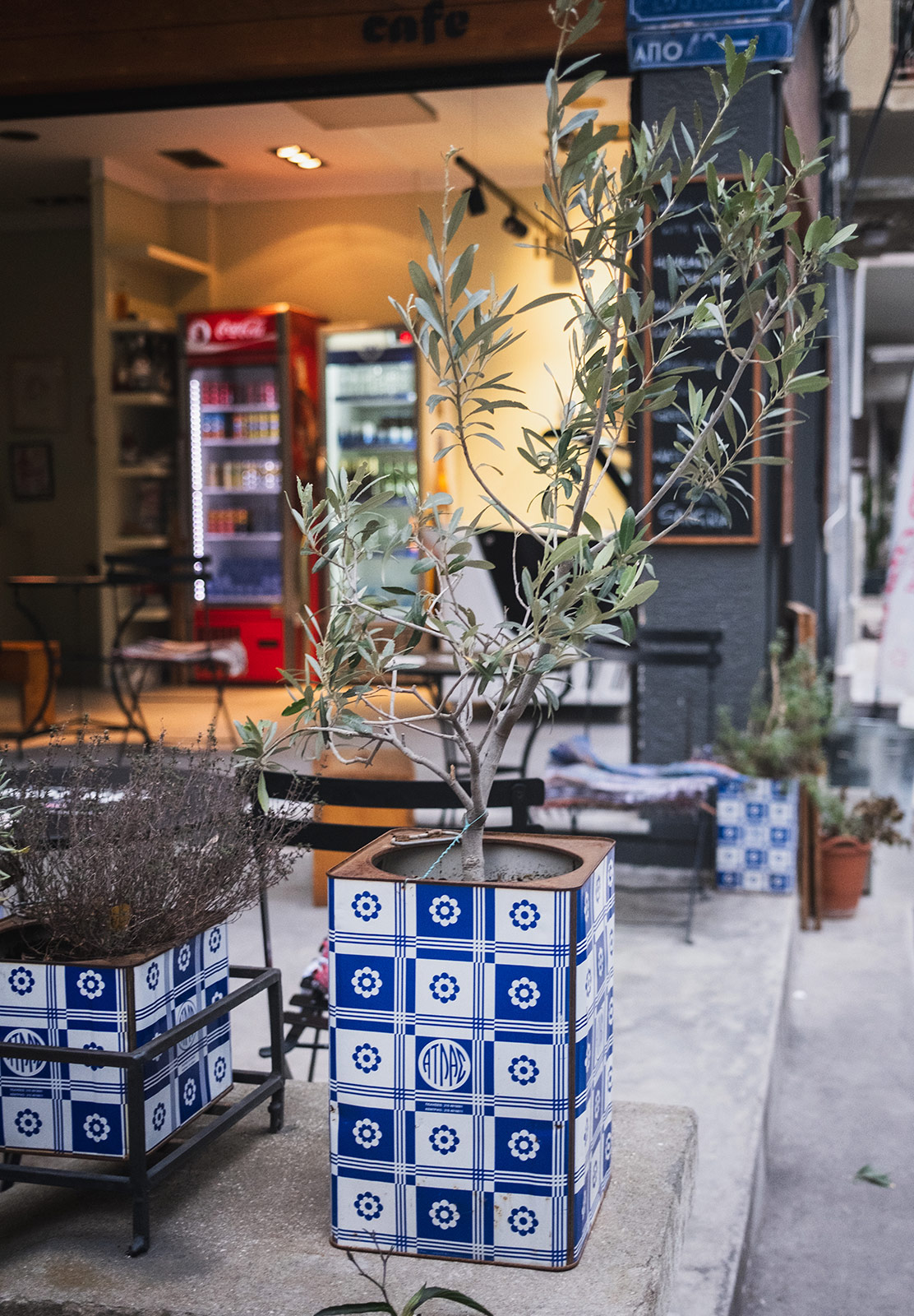 Olive tree in old oil can