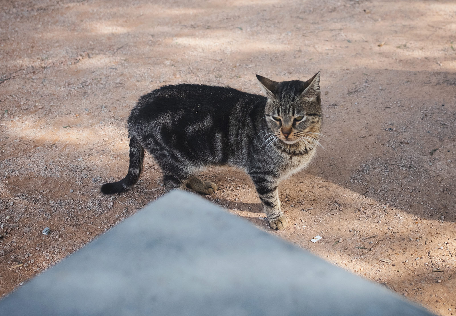 Tabby cat