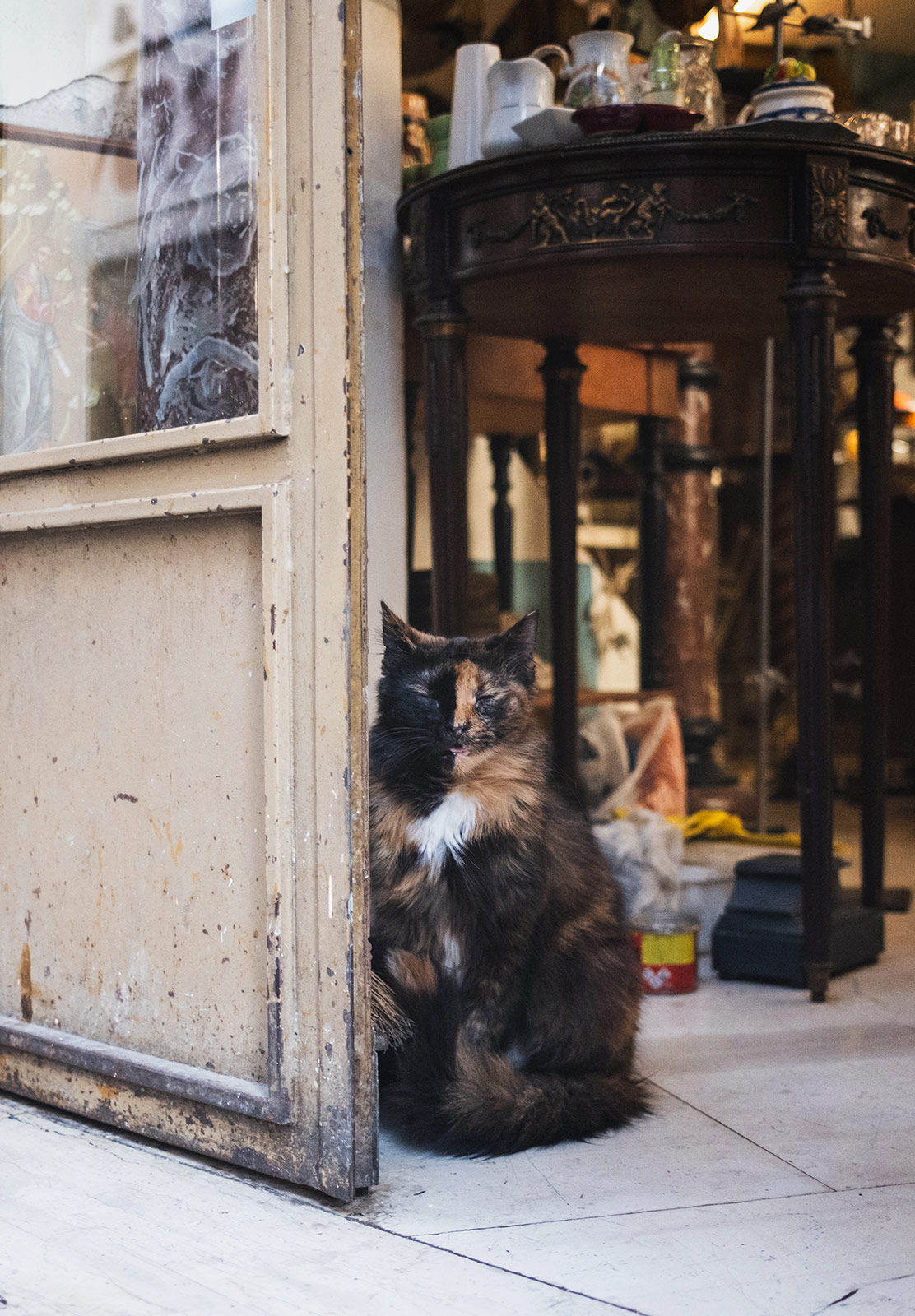 Cat stood proudly in doorway