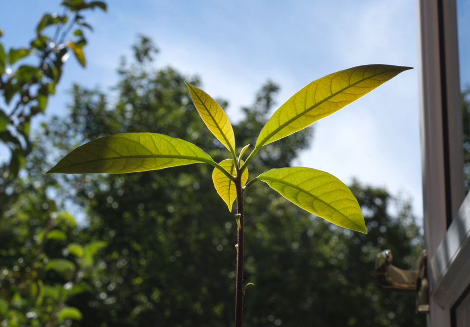 Avocado plant leaves in the sun
