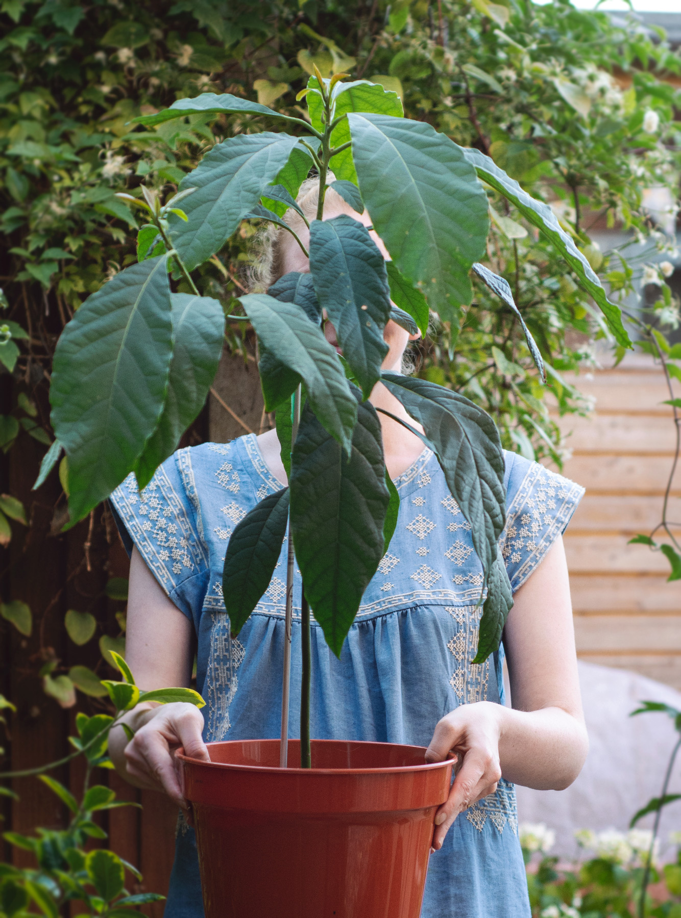 Avocado plant