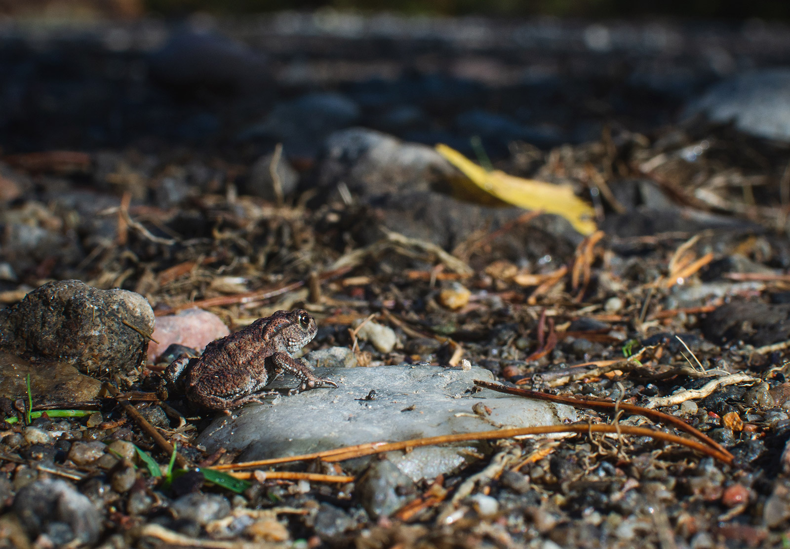 Small brown toad