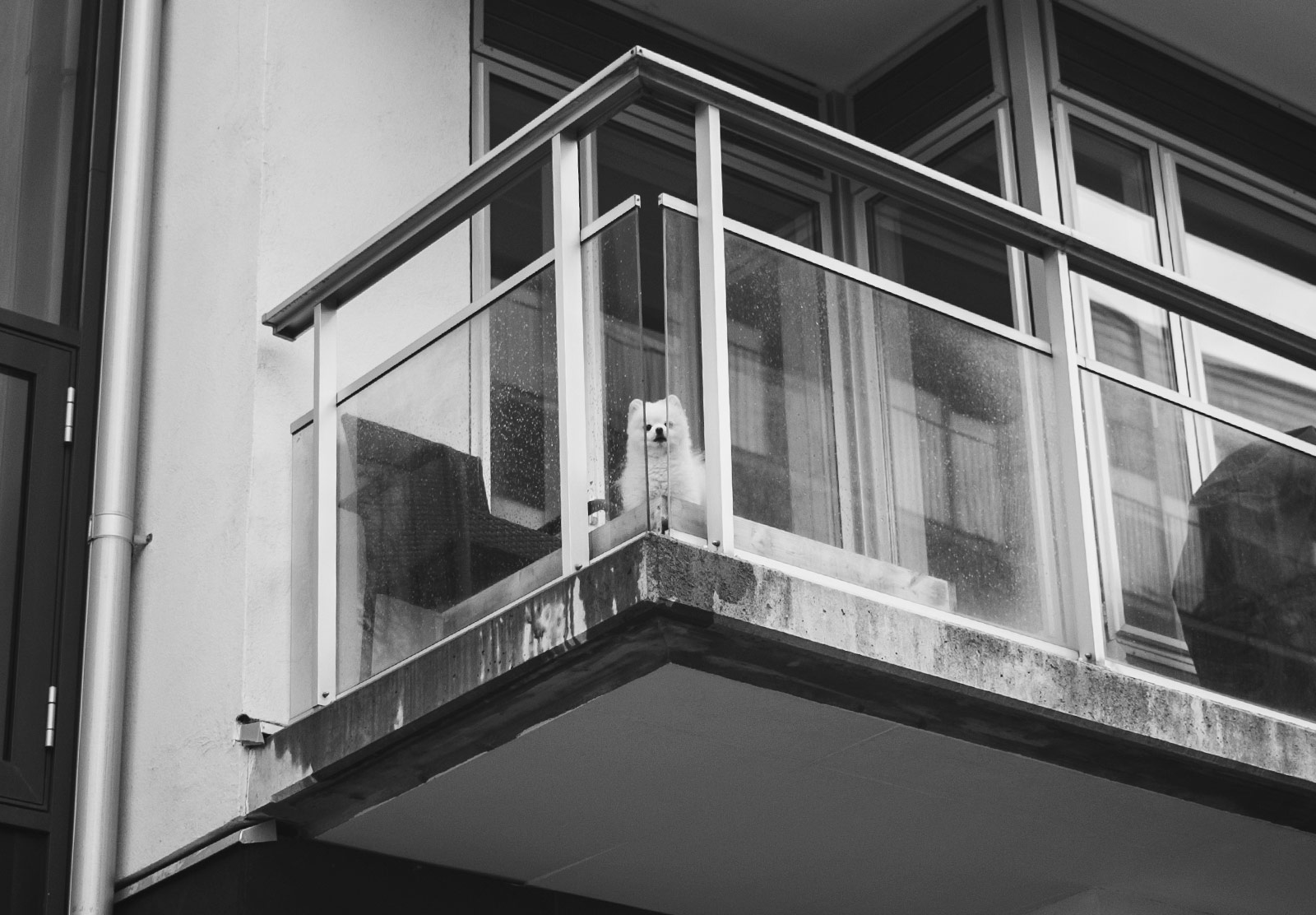 Dog staring down from balcony