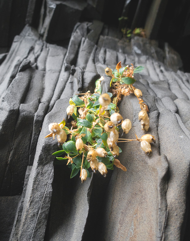 Plant growing on rocks