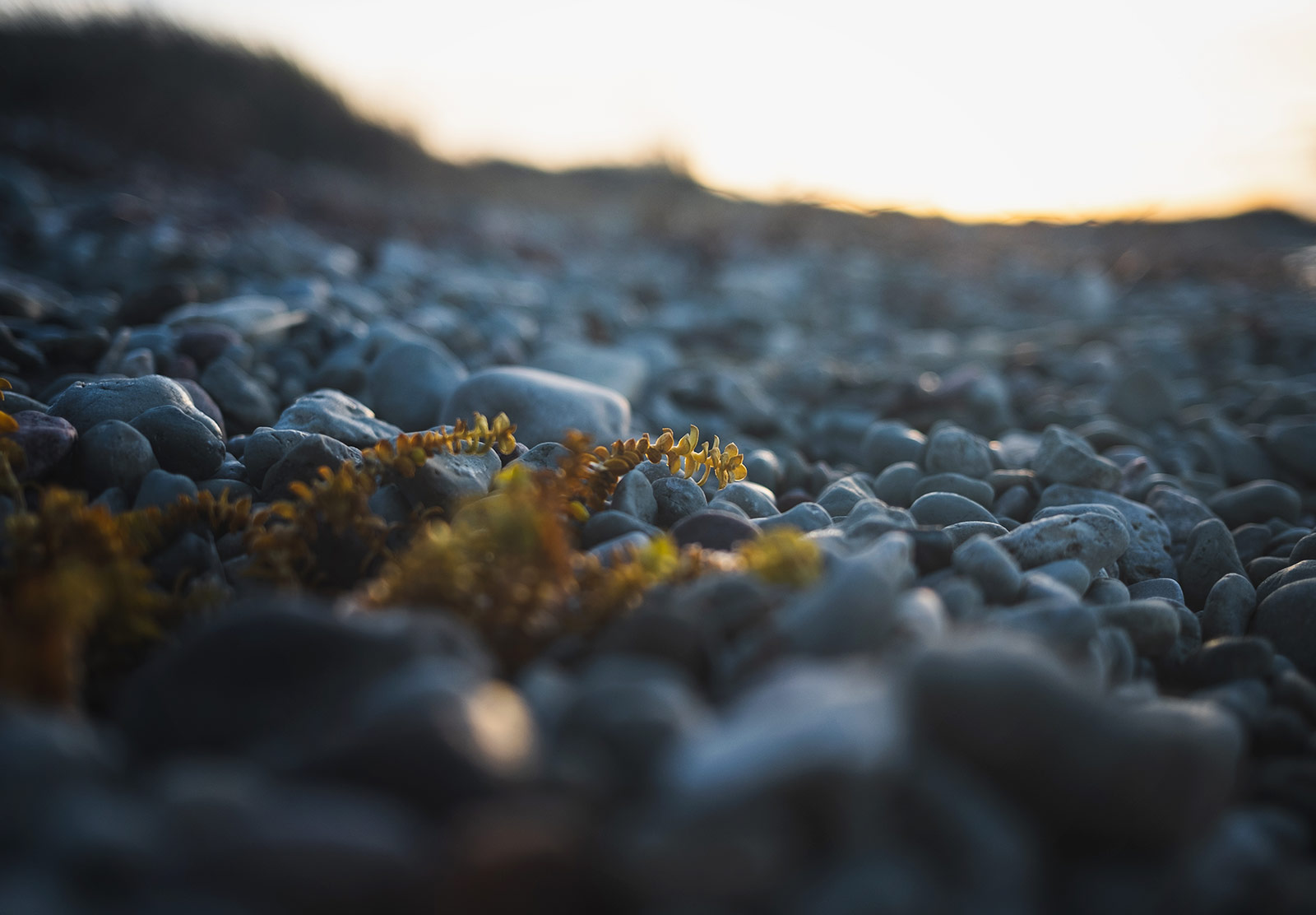 Plants on the beach