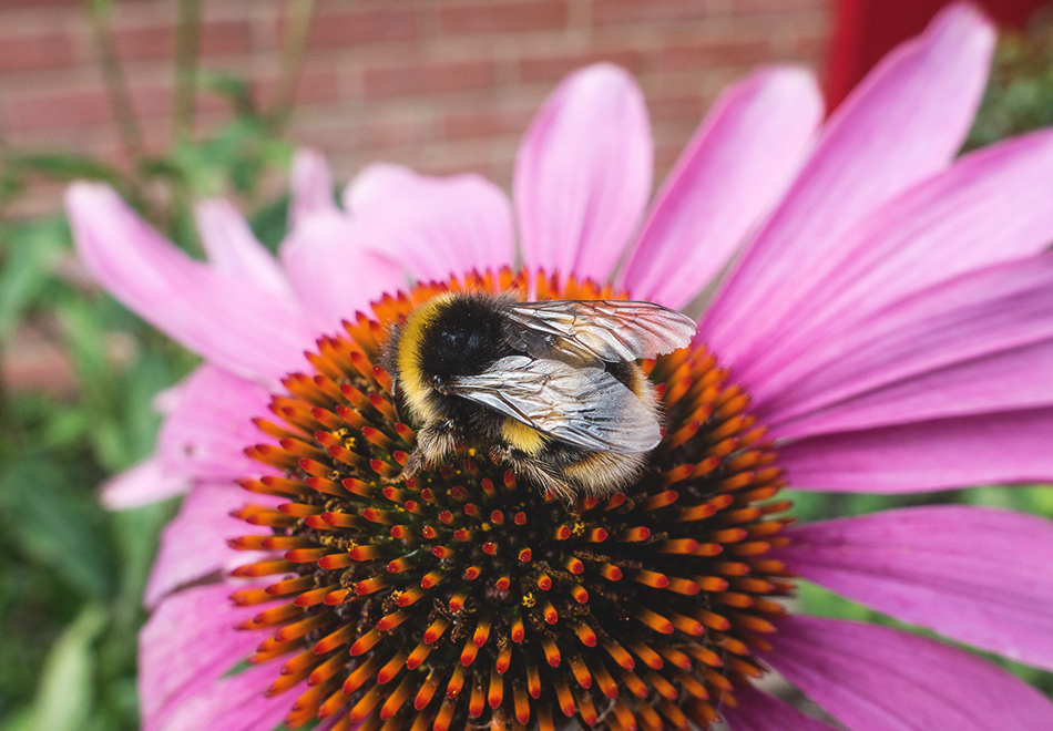 Bee on echinacea cone