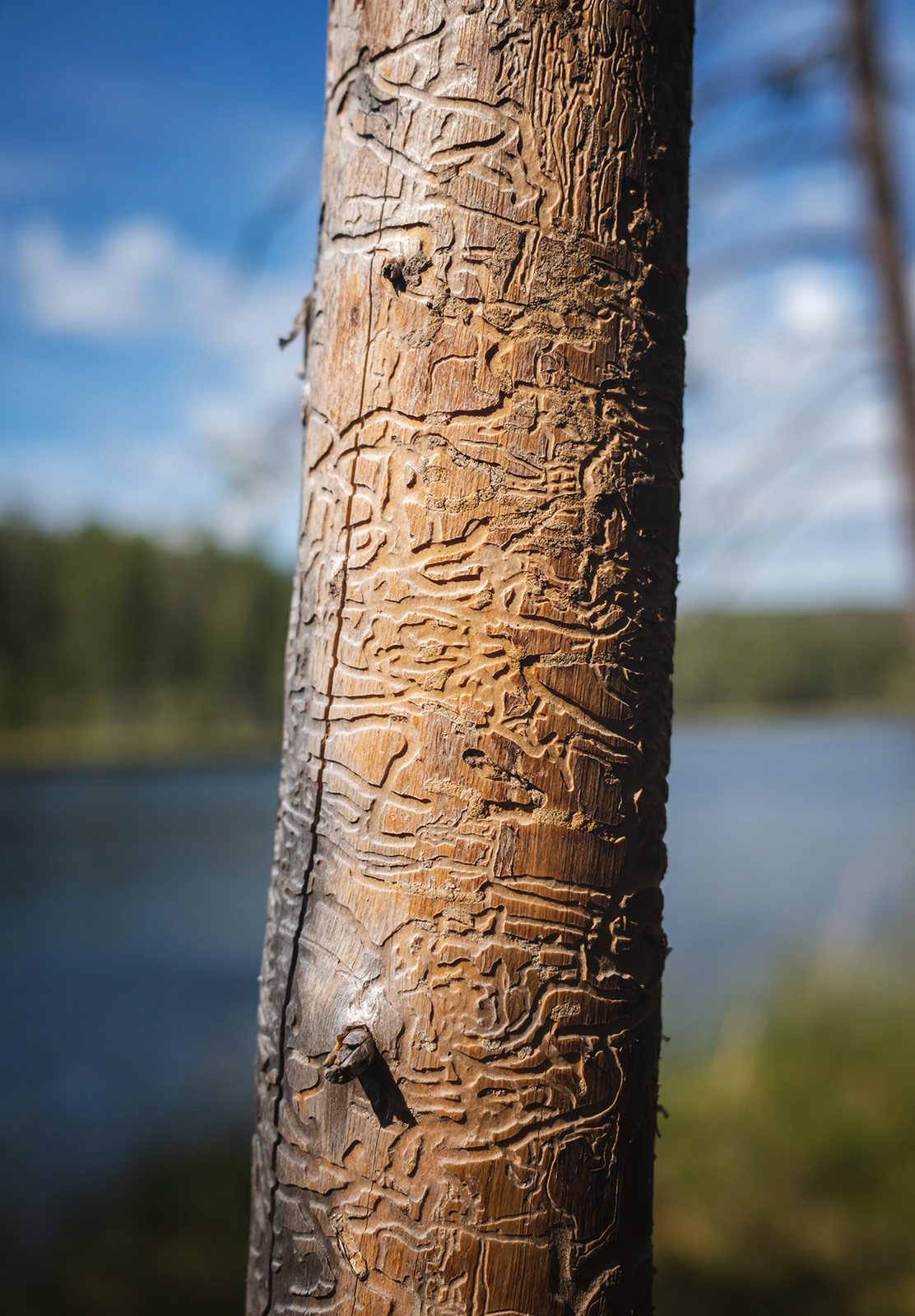 Tracks in bark
