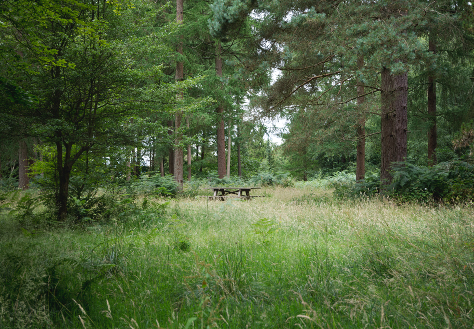 Bench in the forest