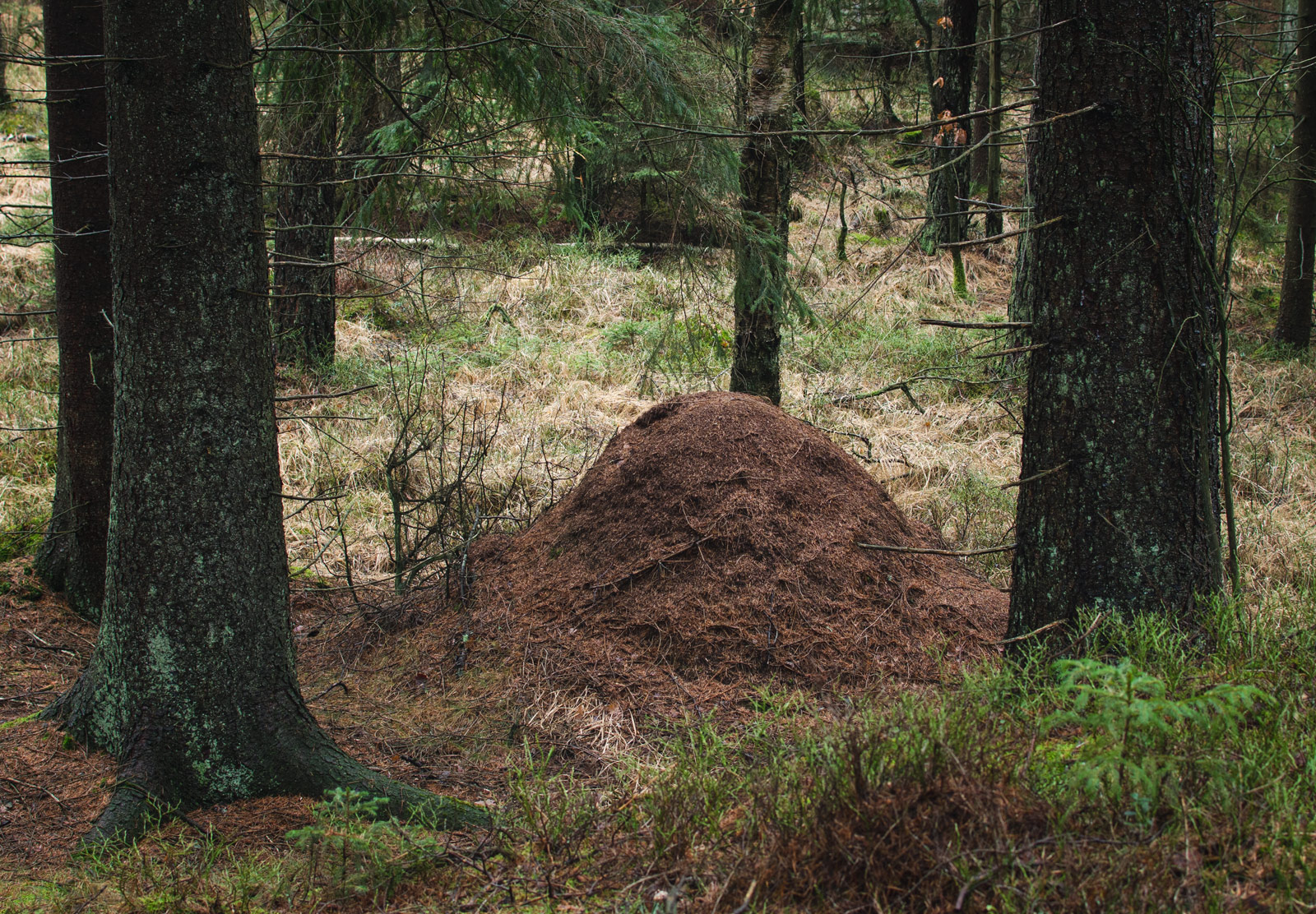 Dirt mound