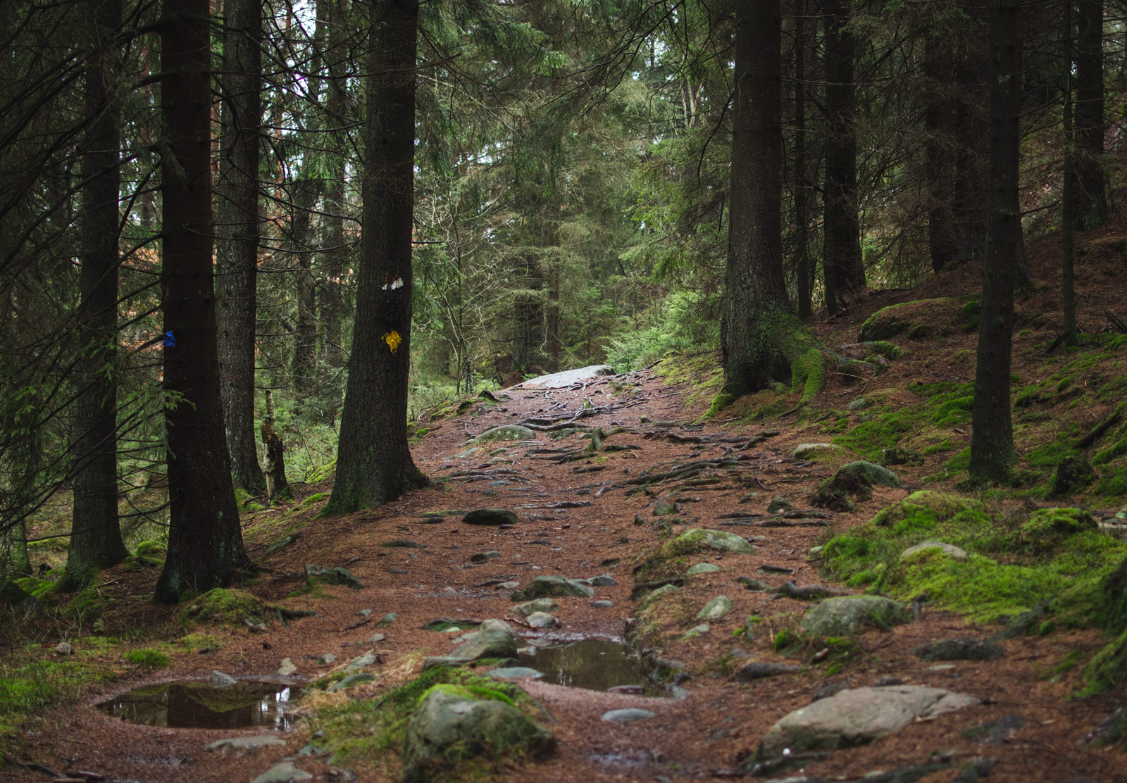 Dirt trail
