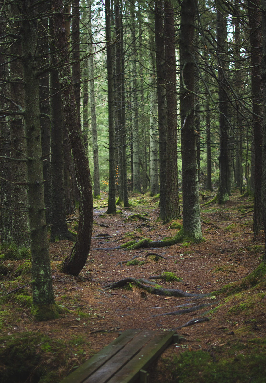 Moss and trees