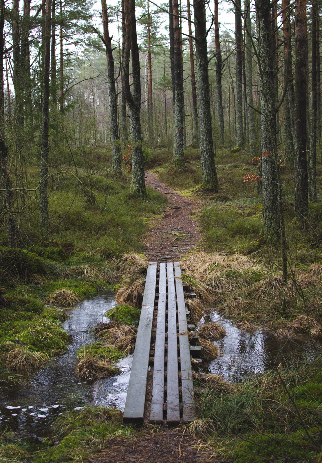 Wooden boards over stream