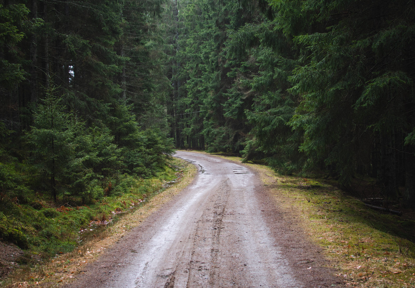 Tree lined road